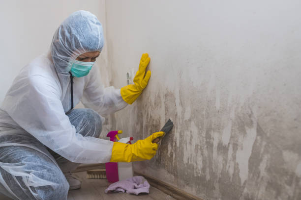 Best Mold Remediation for Specific Building Types in Auburn, KY
