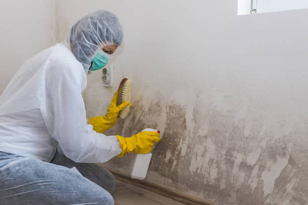 Trusted Auburn, KY Mold Remediation Experts